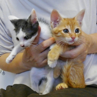 まったりな1カ月の兄弟にゃんこ