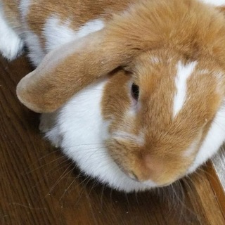 ホーランドロップ♀２歳を引き取って下さい