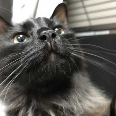 きらきらおめめ