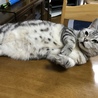 ほわいとたびー
