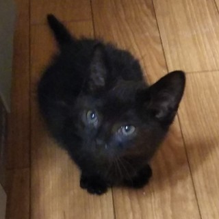 ちっちゃい黒猫の男の子、チコくん2ヶ月半