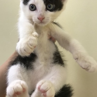 白黒の男の子