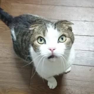 至急探しています。