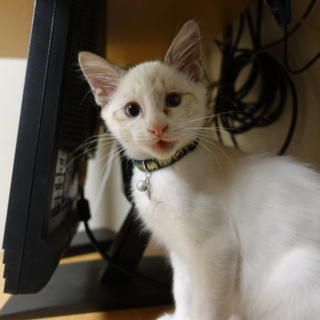 親分肌の甘えん坊。寝顔が可愛い