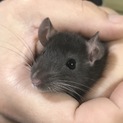 ファンシーラットの赤ちゃん