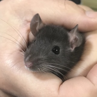 ファンシーラットの赤ちゃん