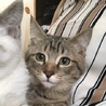 マンチカン   足長 サムネイル2
