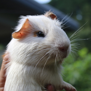 4月3日生まれ男の子だと思います。