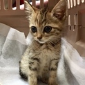 子猫の茶々丸です
