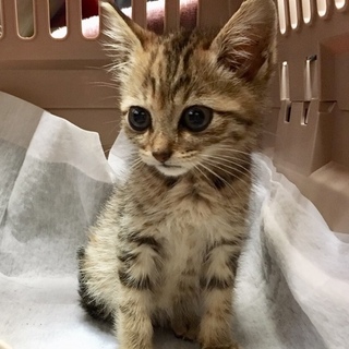 子猫の茶々丸です