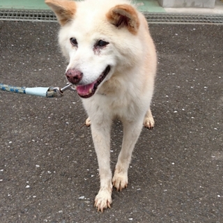 緊急募集中★白い老犬の女の子★保健所犬