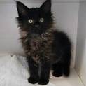 アメショーママのかわいい丸顔子猫たち