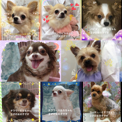 非営利動物保護団体ととのん『ととのんハウス』