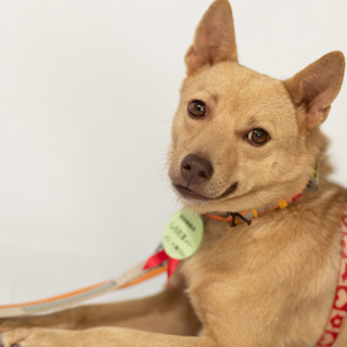 クリーム色琉球犬MIXしらたまメリー　3歳ツンデレ