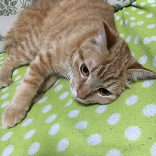 成猫(一歳半)茶トラ♂