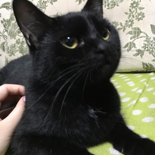 成猫(1歳半)黒猫♀」愛知県 - 猫の里親募集(217548) :: ペットのおうち