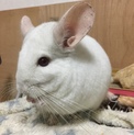 募集終了  チンチラ ピンクホワイト