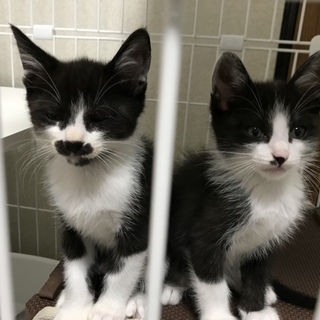 五右衛門✴︎わび助 