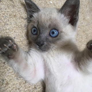 ブルーアイのシャム風の愛らしいメス子猫