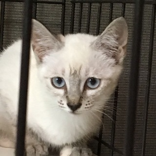 シャム風mixの綺麗な子猫です❗️