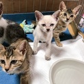 ⭐元気な保護猫の子猫3匹⭐