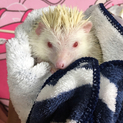 里親様決定しました