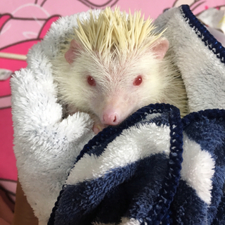 里親様決定しました