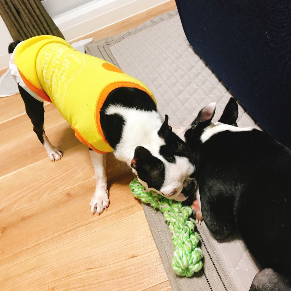 ナナのカバー写真