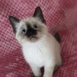 募集一時停止中☆ポルちゃん