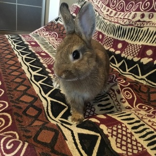 童顔なミニウサギの男の子