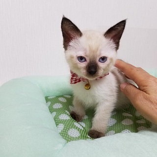 1ヵ月半【7/15東銀座猫の譲渡会】マリーちゃん