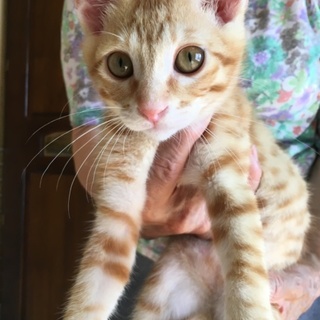 天真爛漫な茶トラの子猫
