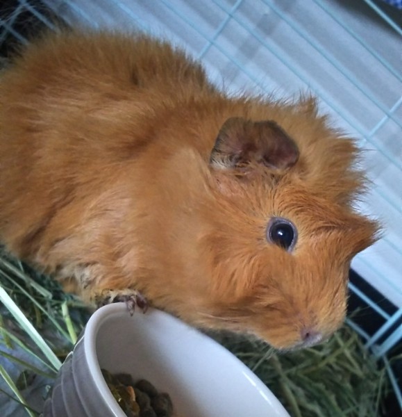 アビシニアンモルモット 神奈川県 小動物の里親募集 ペットのおうち 月間利用者150万人