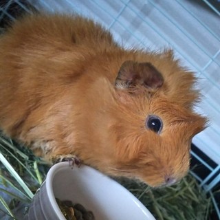 アビシニアンモルモット♂♀