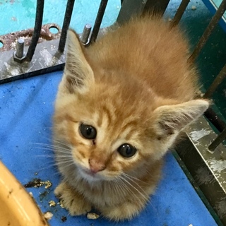 ひとりぼっちの可愛い茶トラちゃん