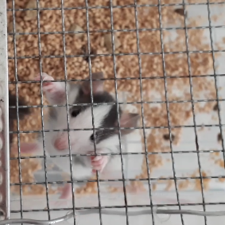 6/14生まれ ファンシーラット