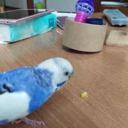 とうもろこし、大好き