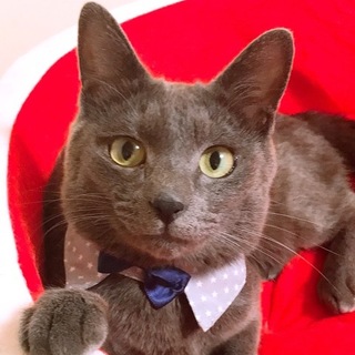 1-2歳【7/15東銀座猫の譲渡会】ハルくん