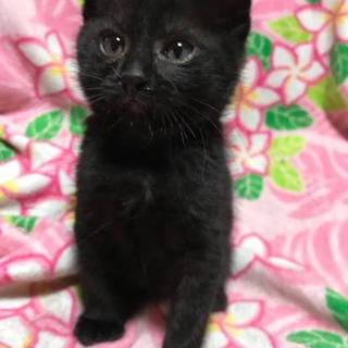 やんちゃな黒猫ブルーくん生後２か月