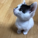 1ヶ月猫ちゃん