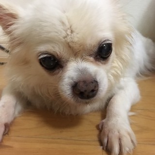 クッシング症候群のチワワの女の子