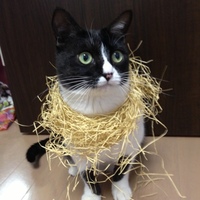 みんちょす