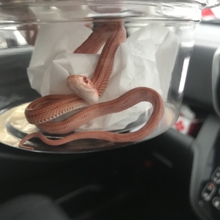 大切にしてください