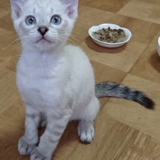 シャムミックスの男の子