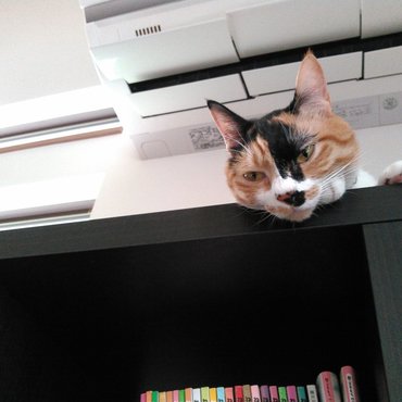 エアコンの真下に陣取ってます