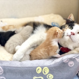 FIVキャリア、心優しい三毛ママトラちゃん