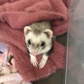 里親さん決定しましたありがとうございました