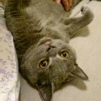 もんちゃん
