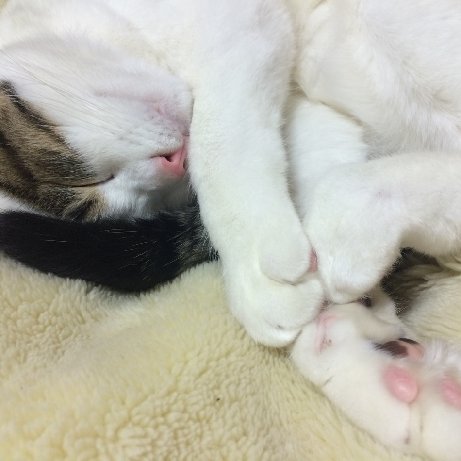 ユズのカバー写真