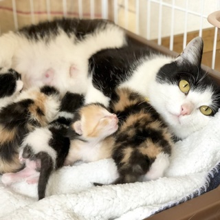 FIVキャリア、おっとりママニャー子ちゃん